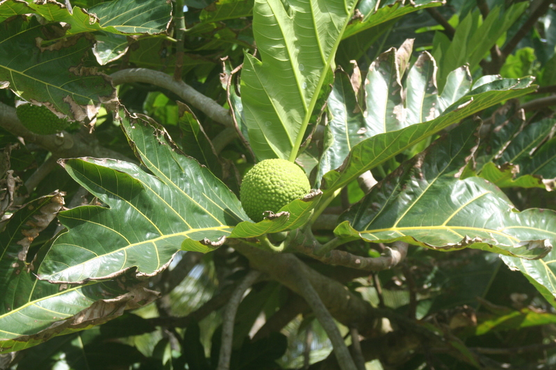 Breadfruit[1]